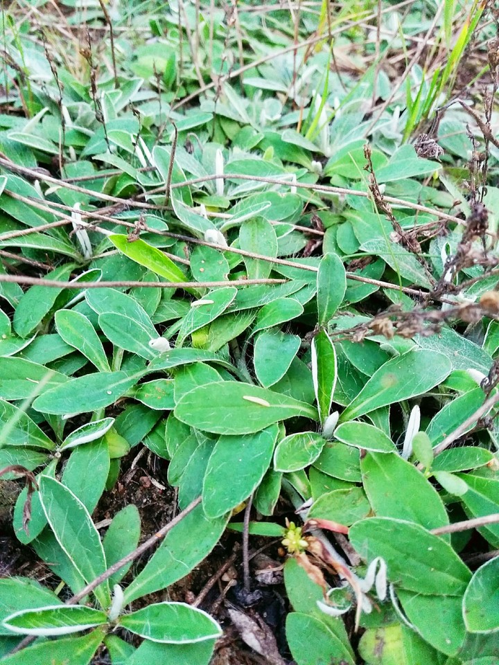 Grass