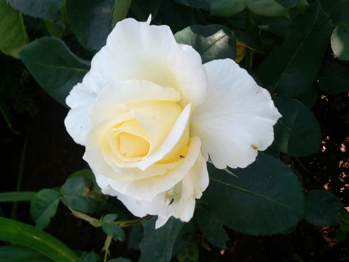 rose
