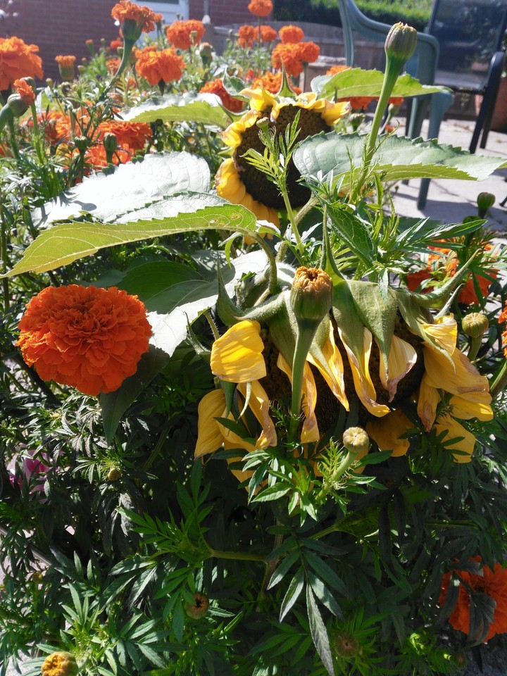 Flowers in the garden
