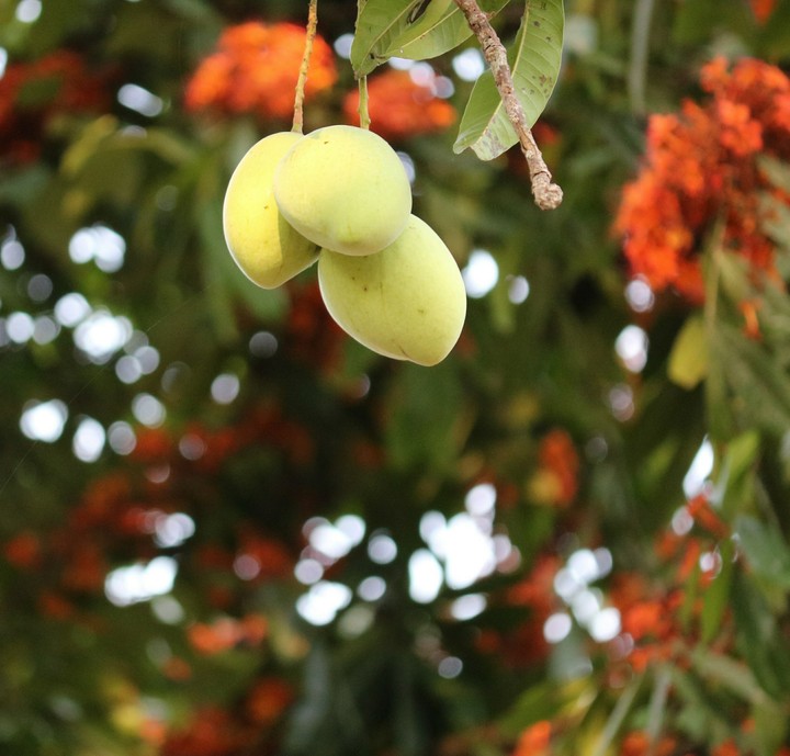 Mangoes