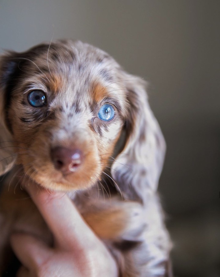 Puppy