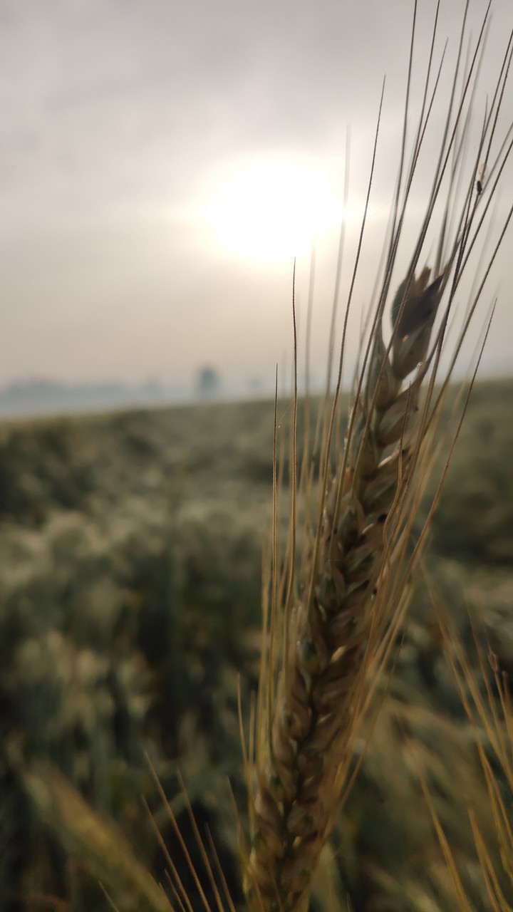 wheat