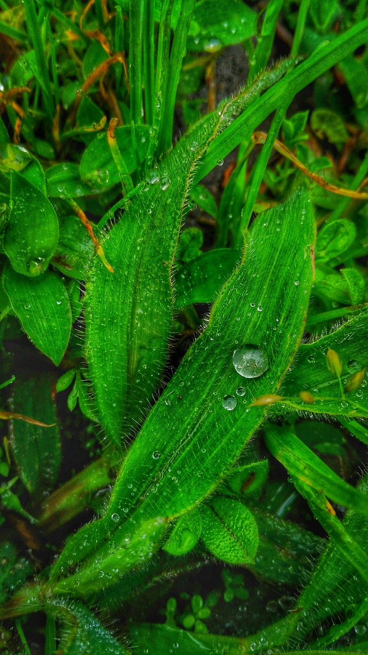 Green Is Peace!
