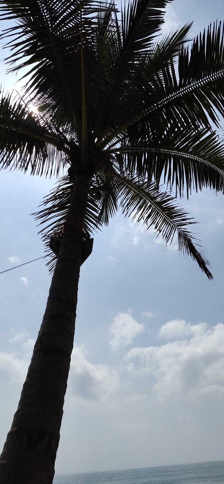 tree