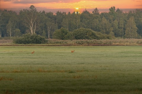 meadow, prairie wallpapers