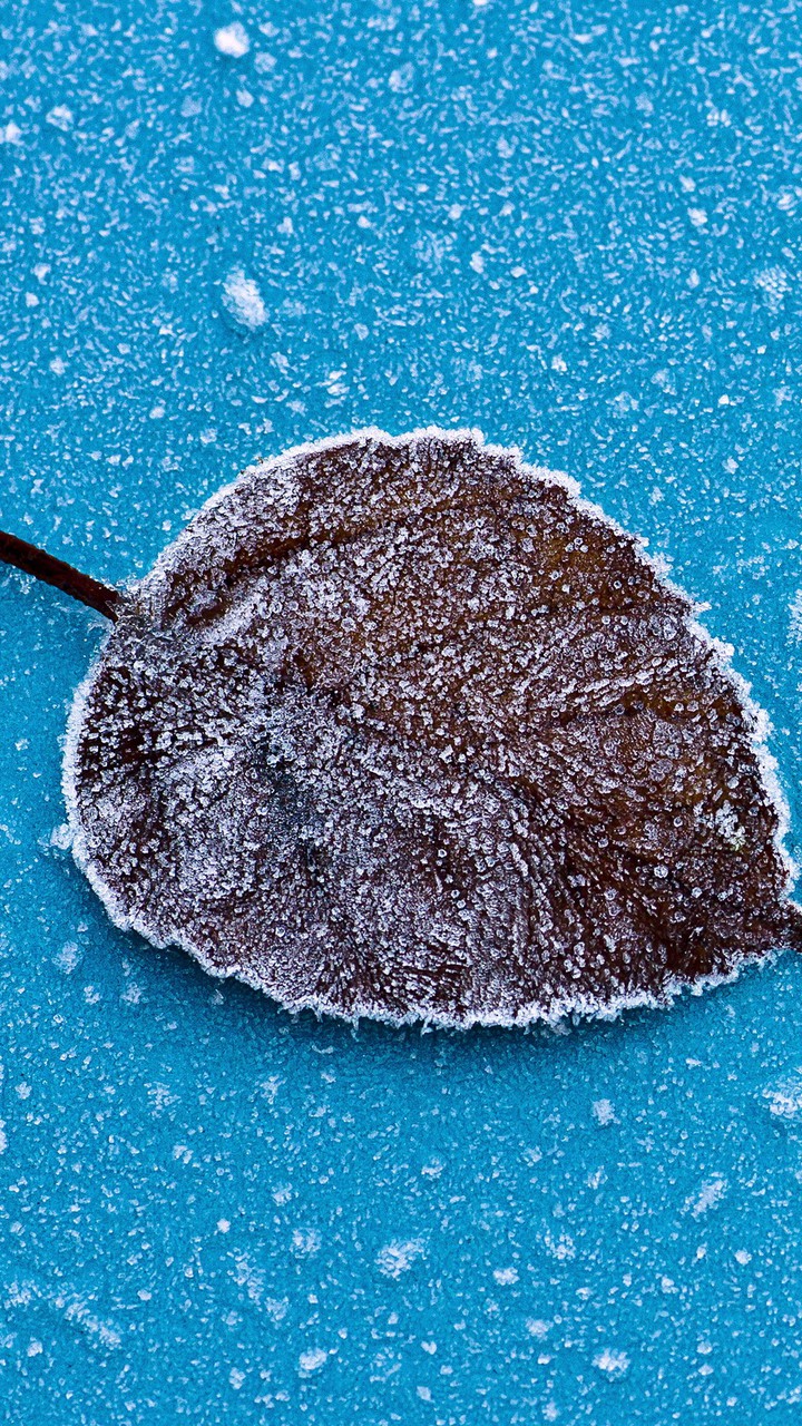 hoja