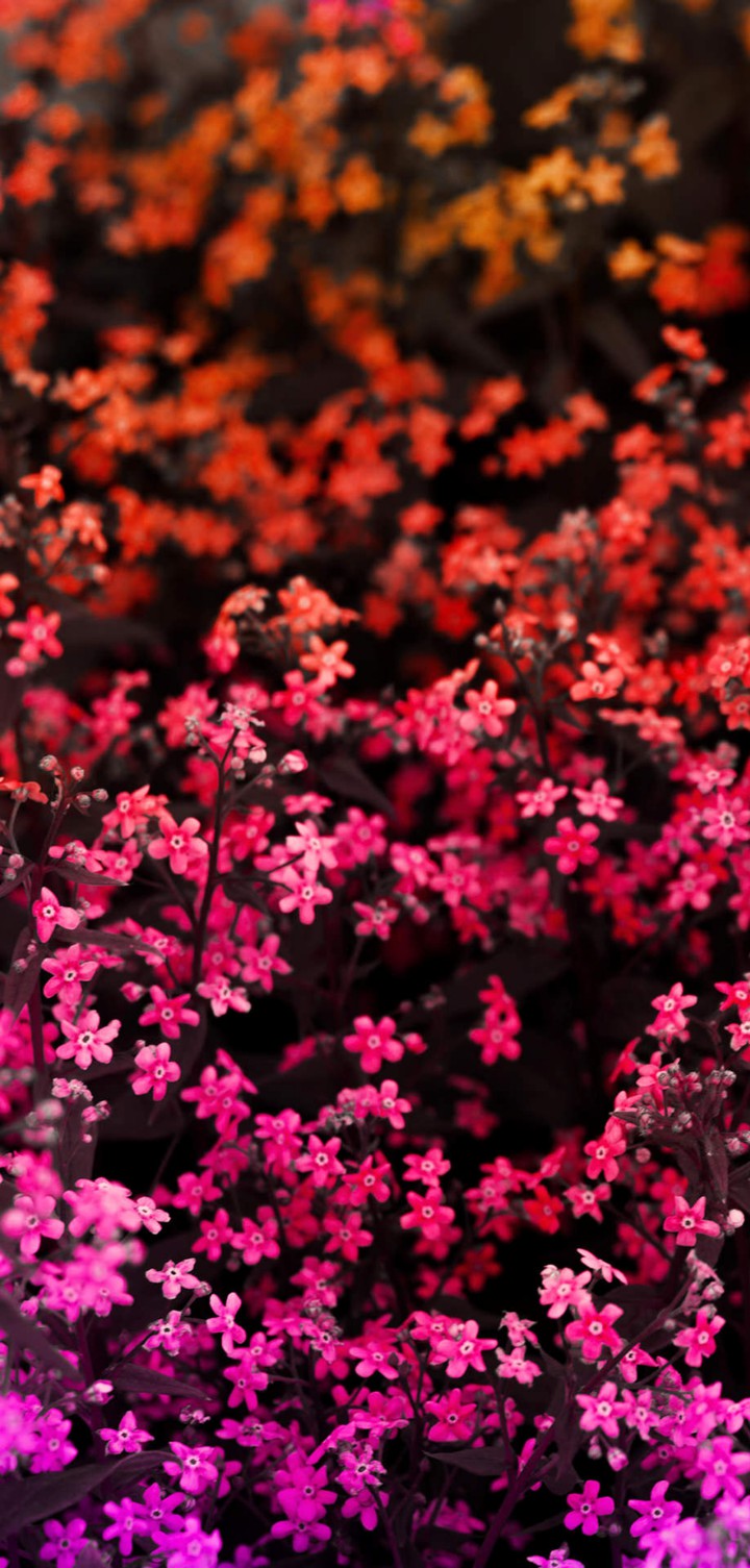 Pink Flowers