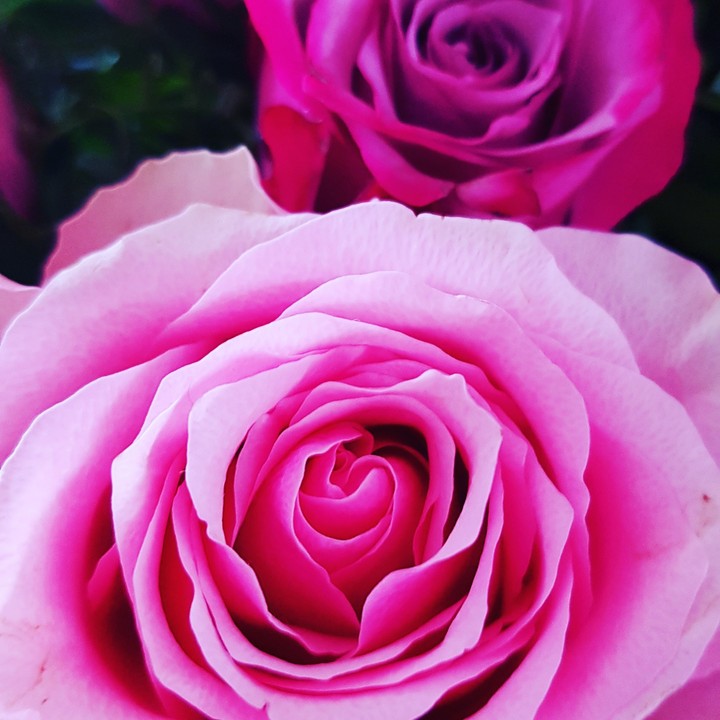 Rosen in Pink