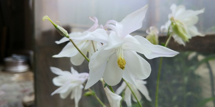 FLOWER