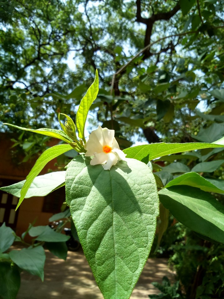 flower