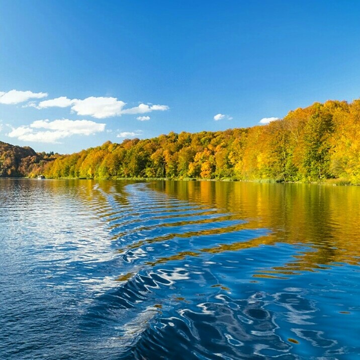 water trees sea
