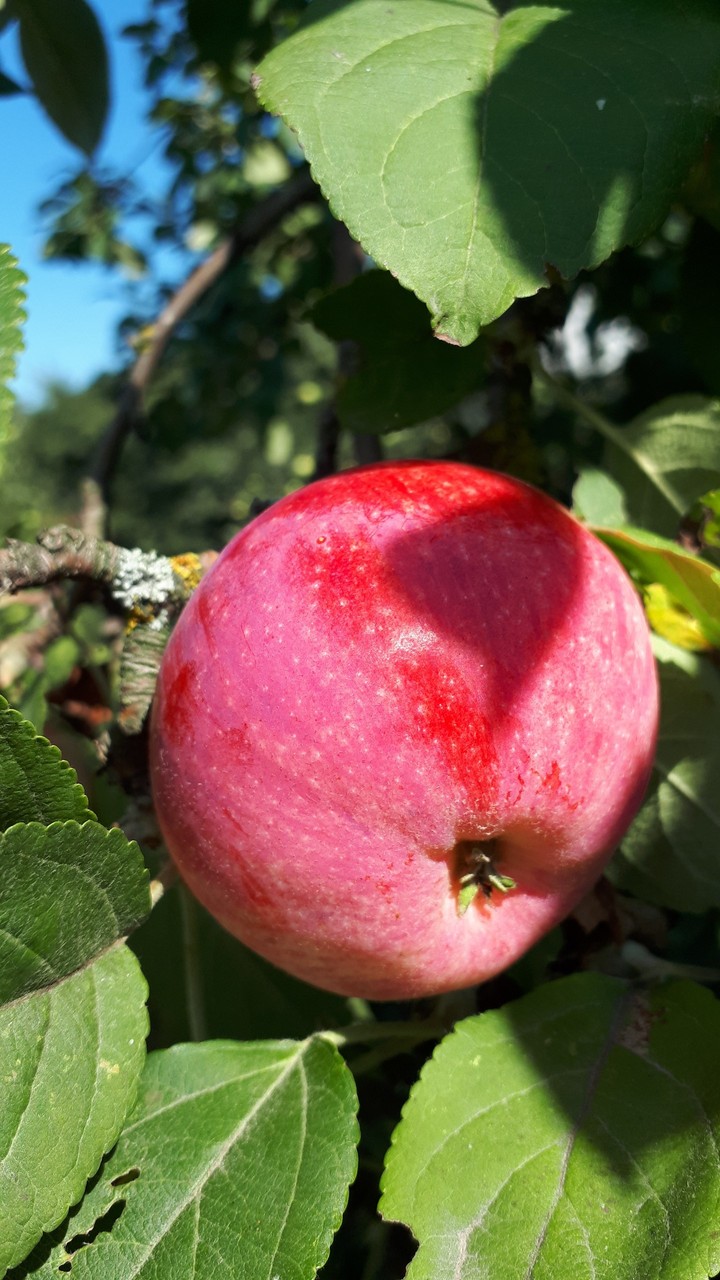 apple