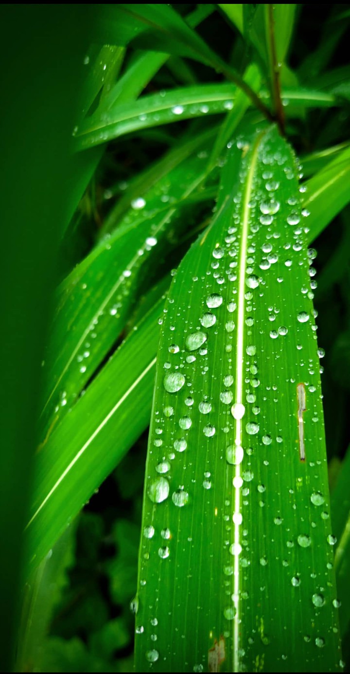 Monsoon* Hd wallpaper