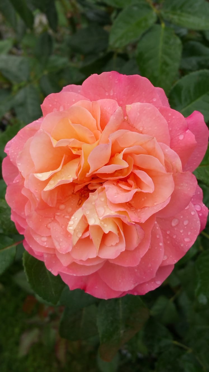 Blume