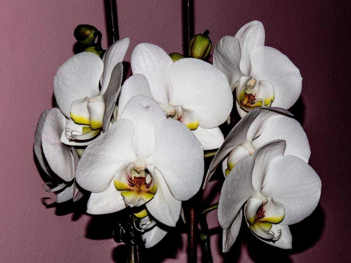 Phalaenopsis