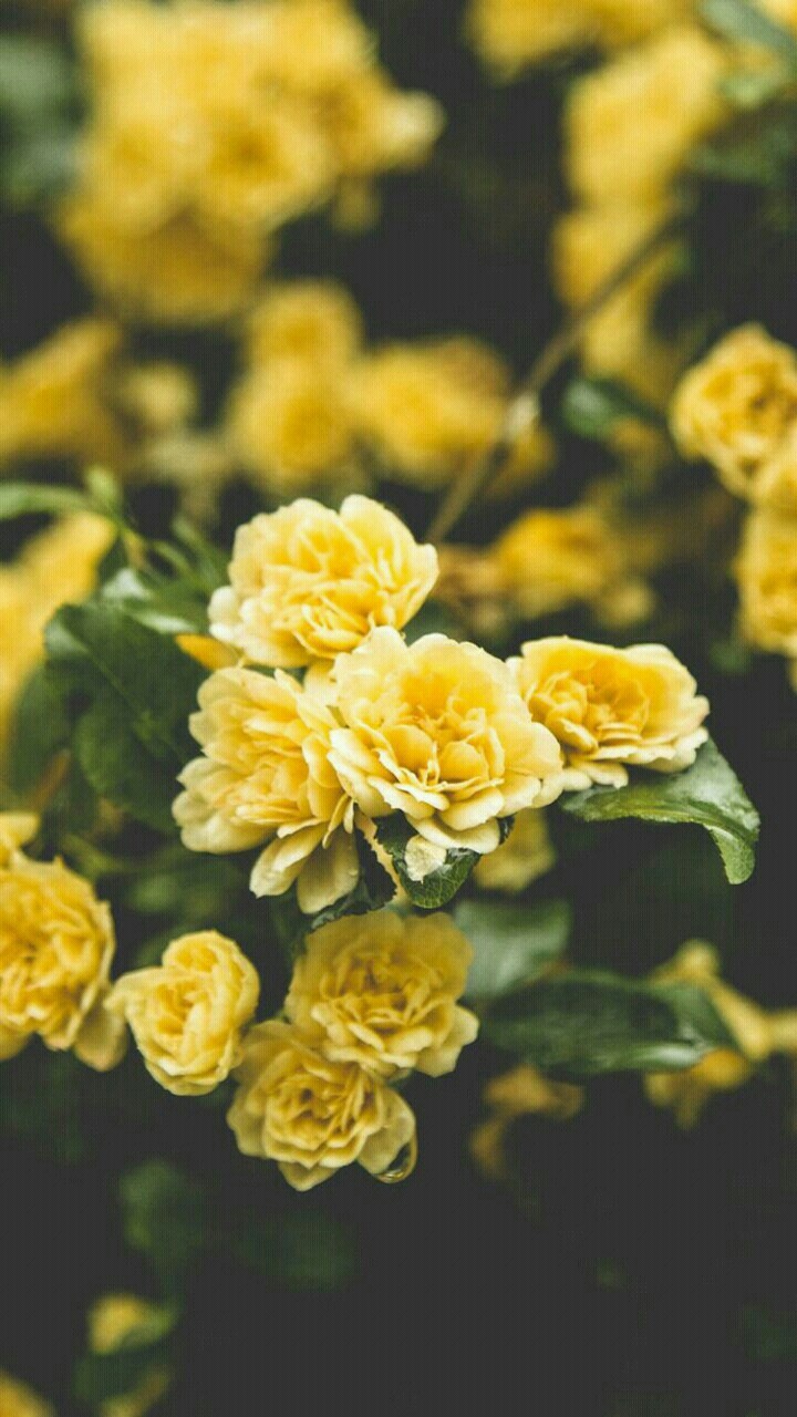 yellow