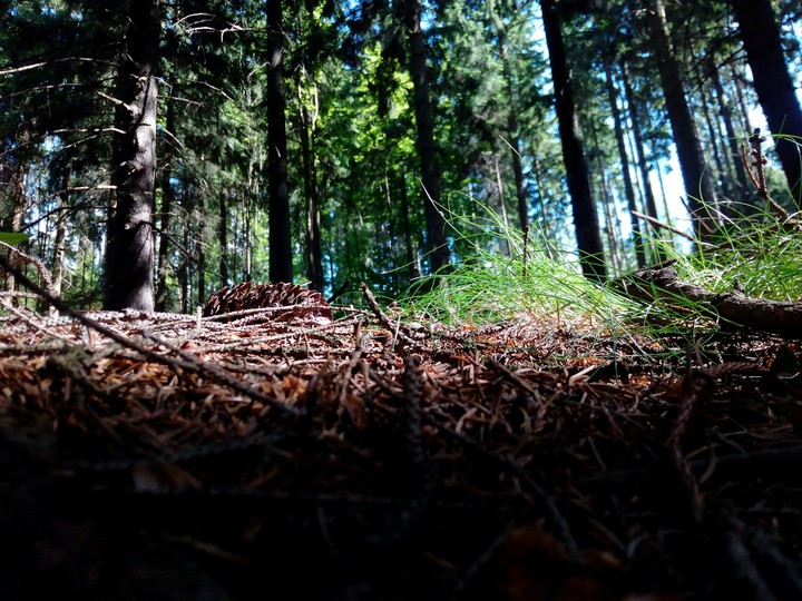 Forest