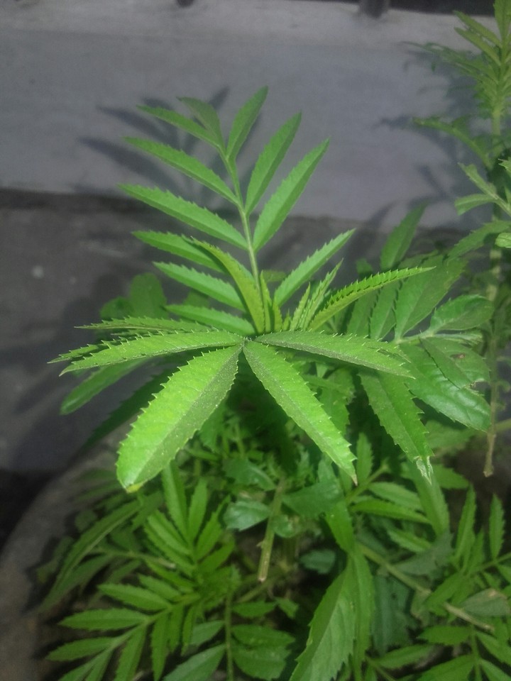 plants