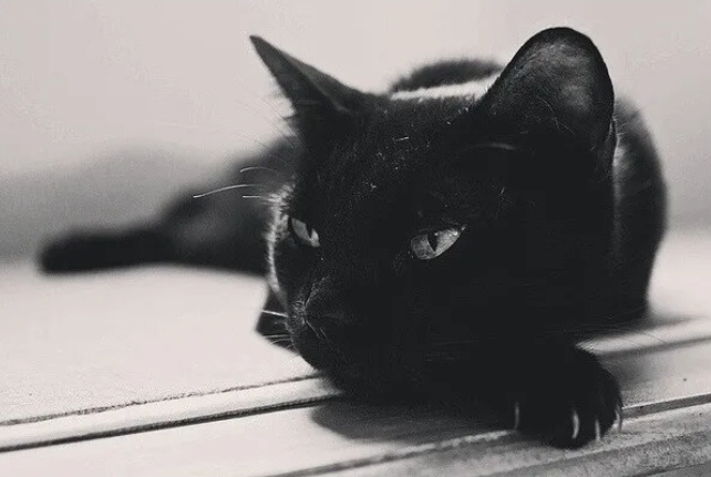 Katze