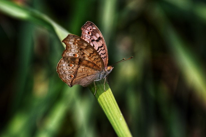 butterfly
