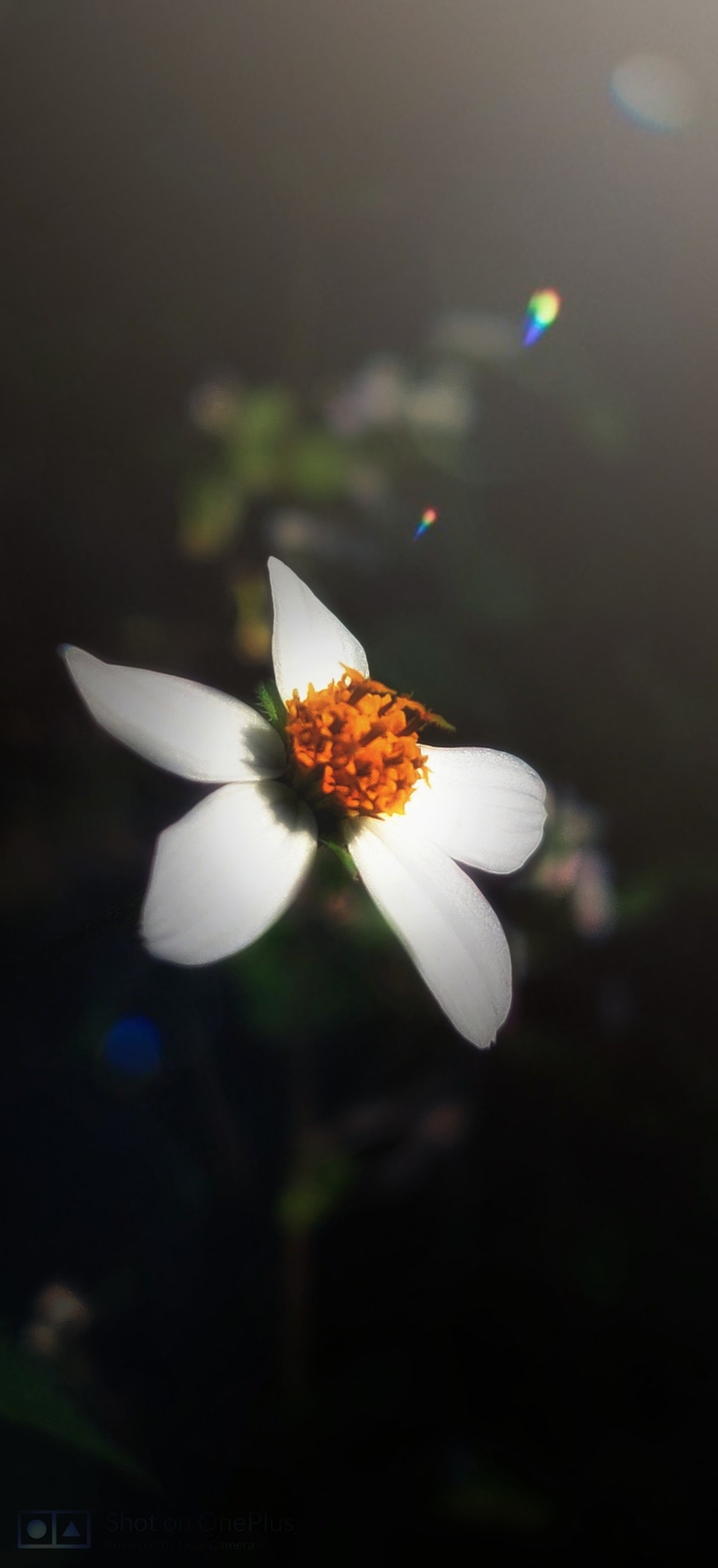 white little flower