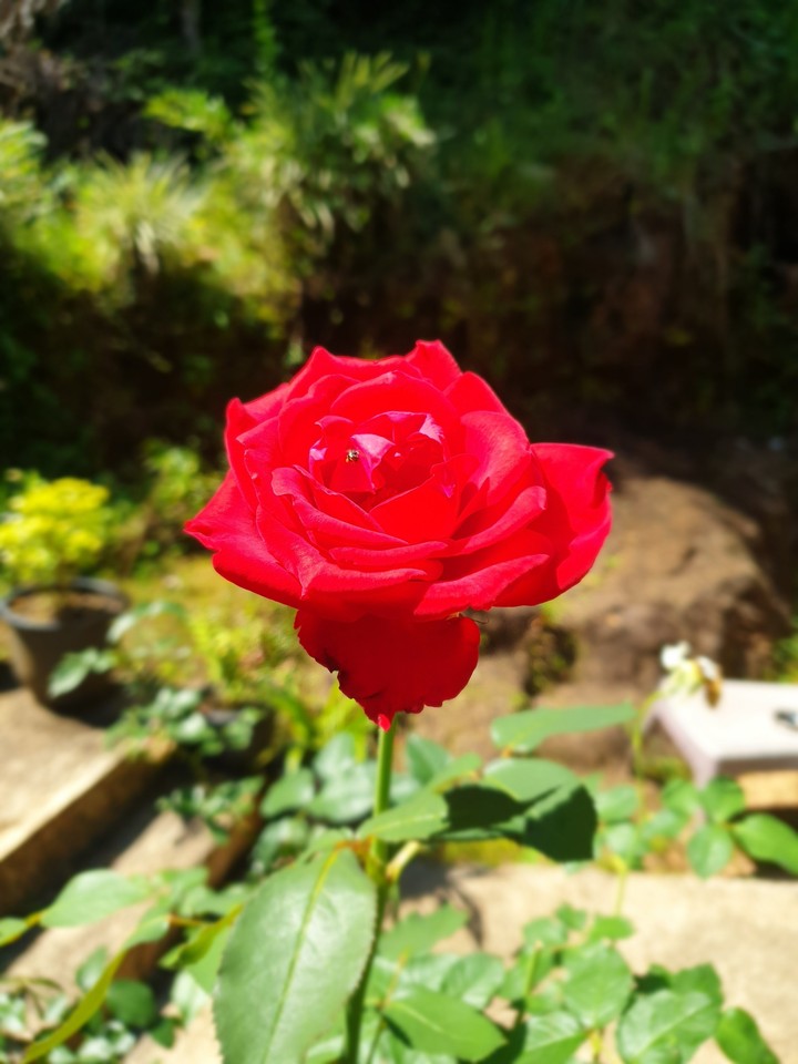 flower