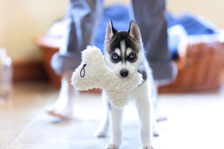 husky