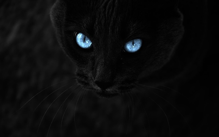 Dark Cat