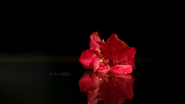 Red flower