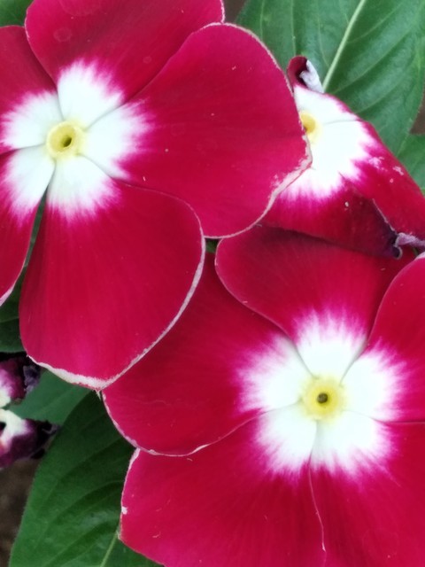 flores playeras