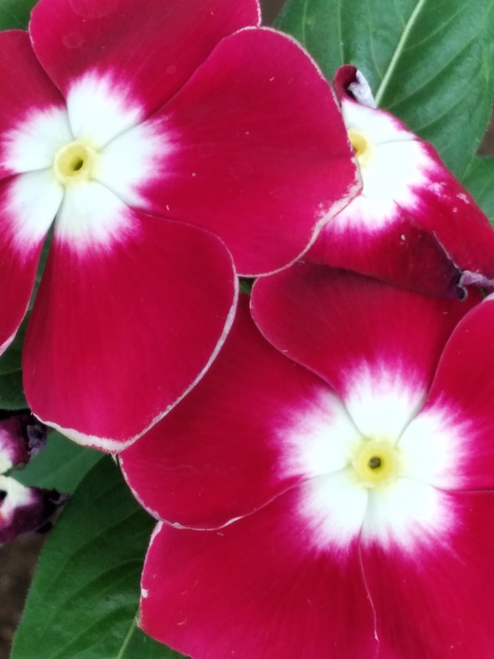 flores playeras