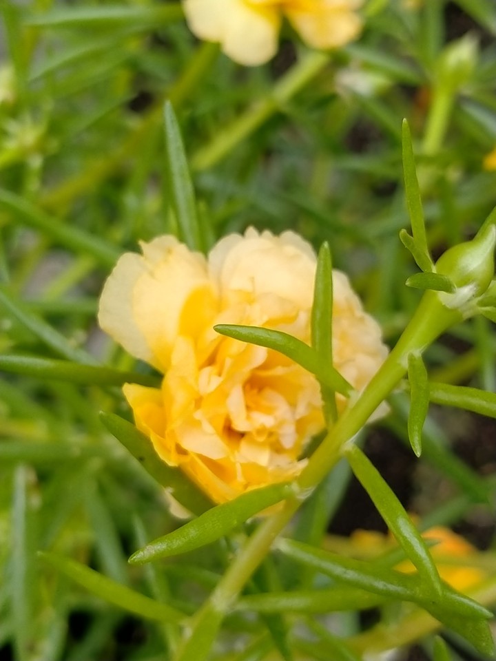 yellow sunshine