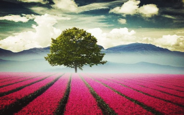 alone tree