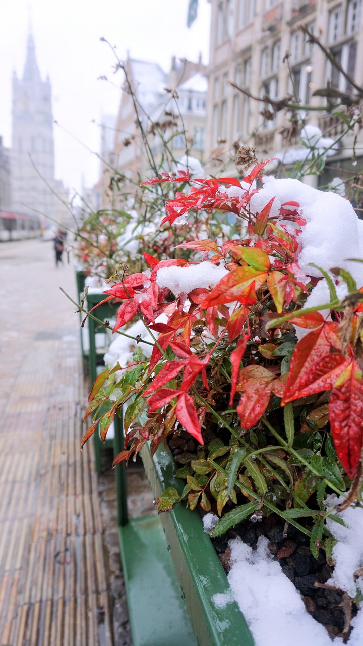 Snowy leaves