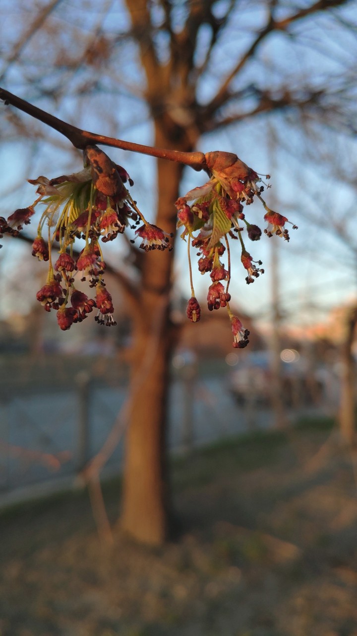 branch