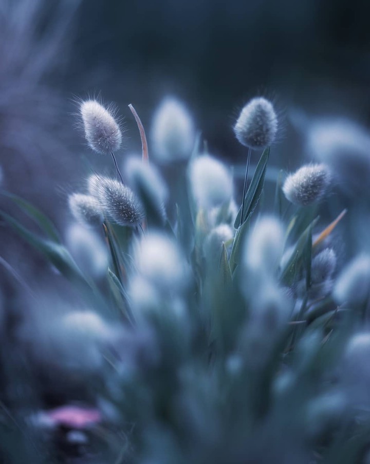 Grass