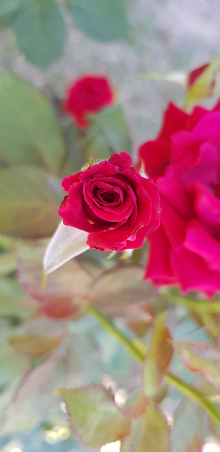 Red Rose 2