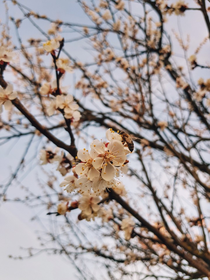 spring