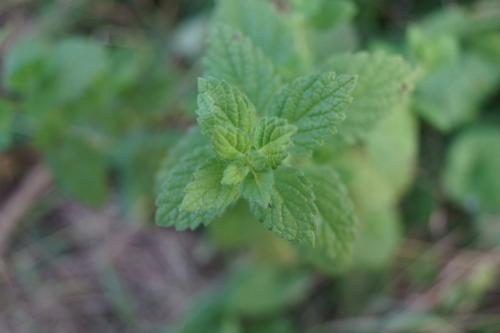Minty