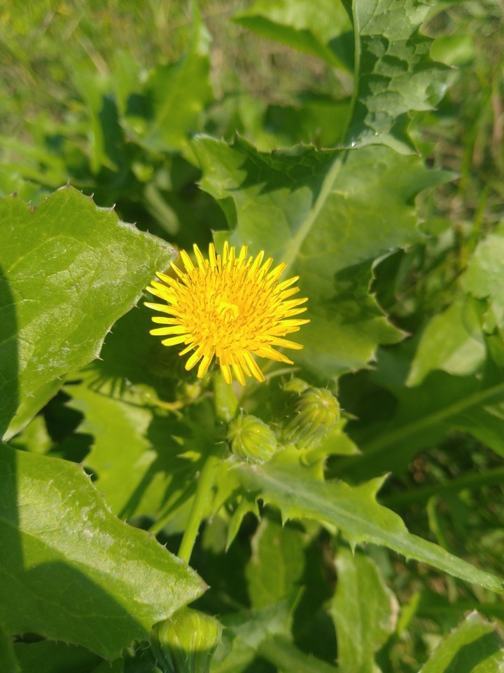 flower