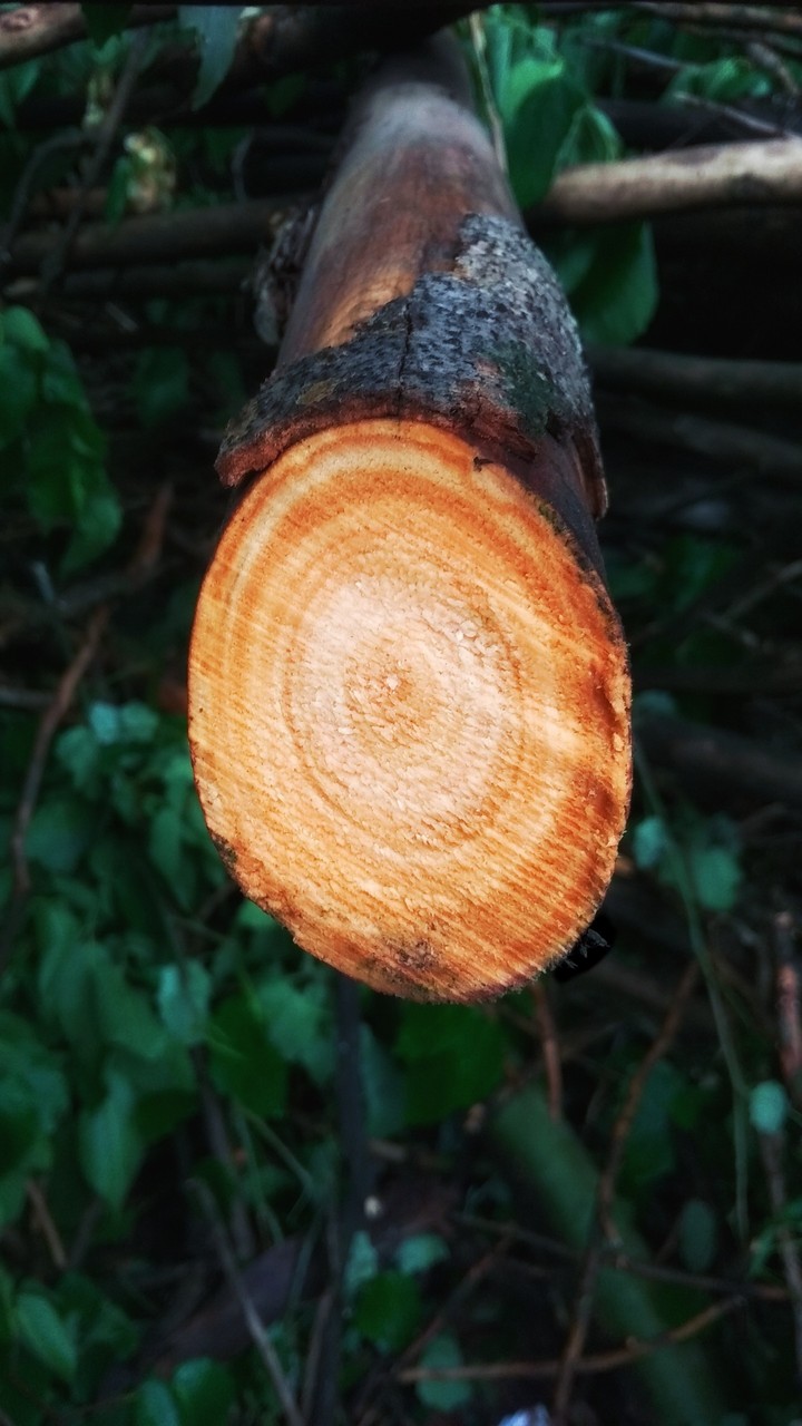лес