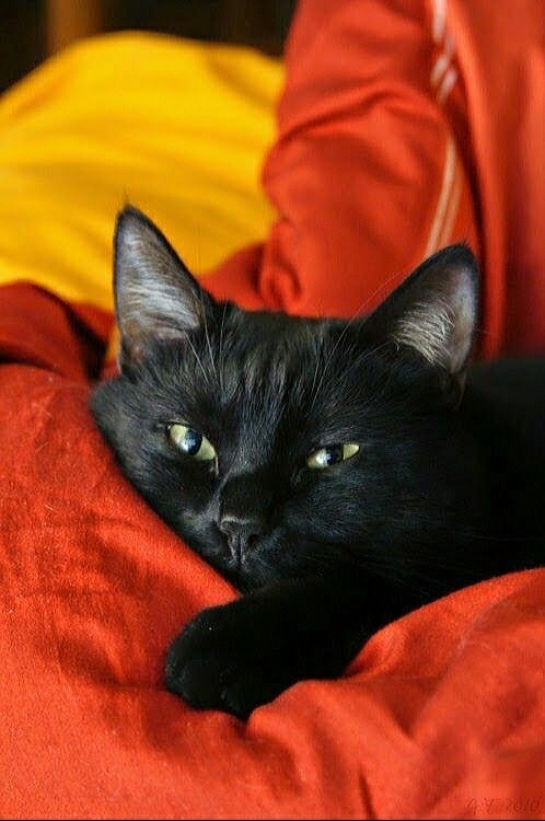 My bestest buddy in the world. Meet Mischief.