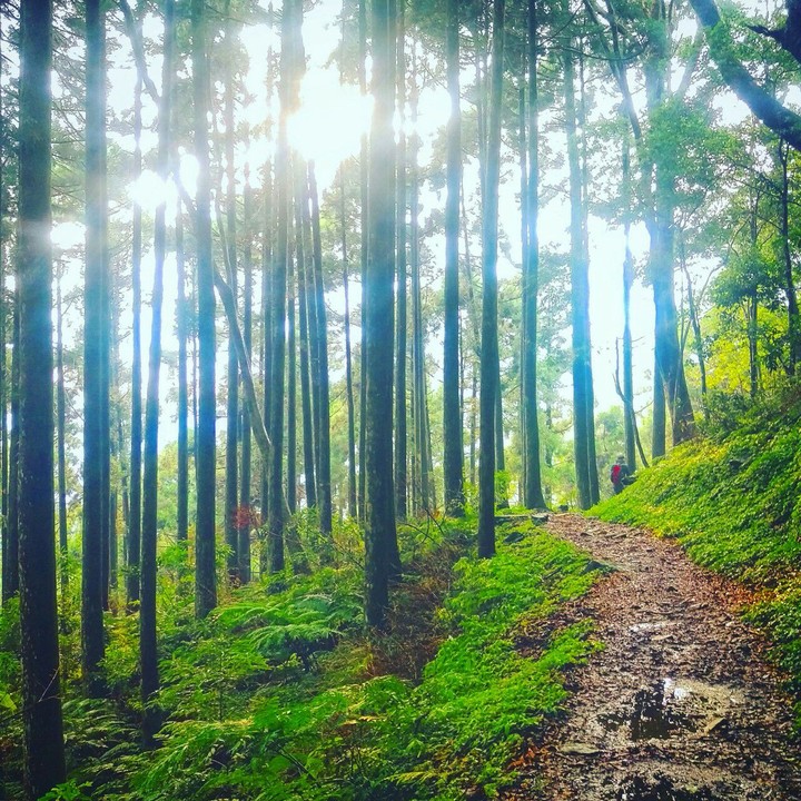 woods