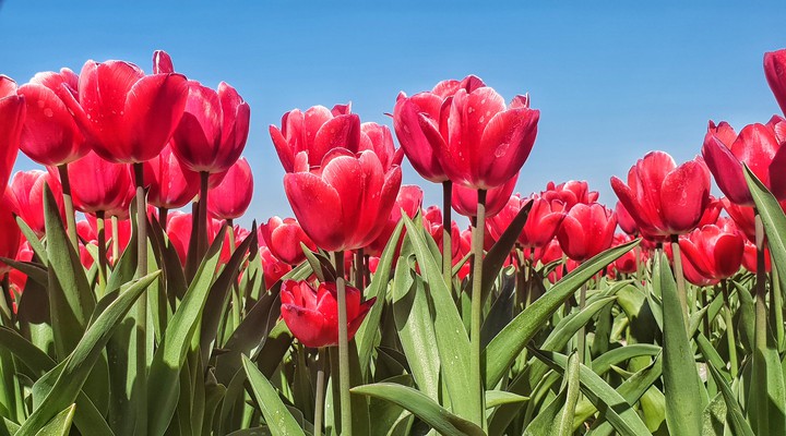 tulips