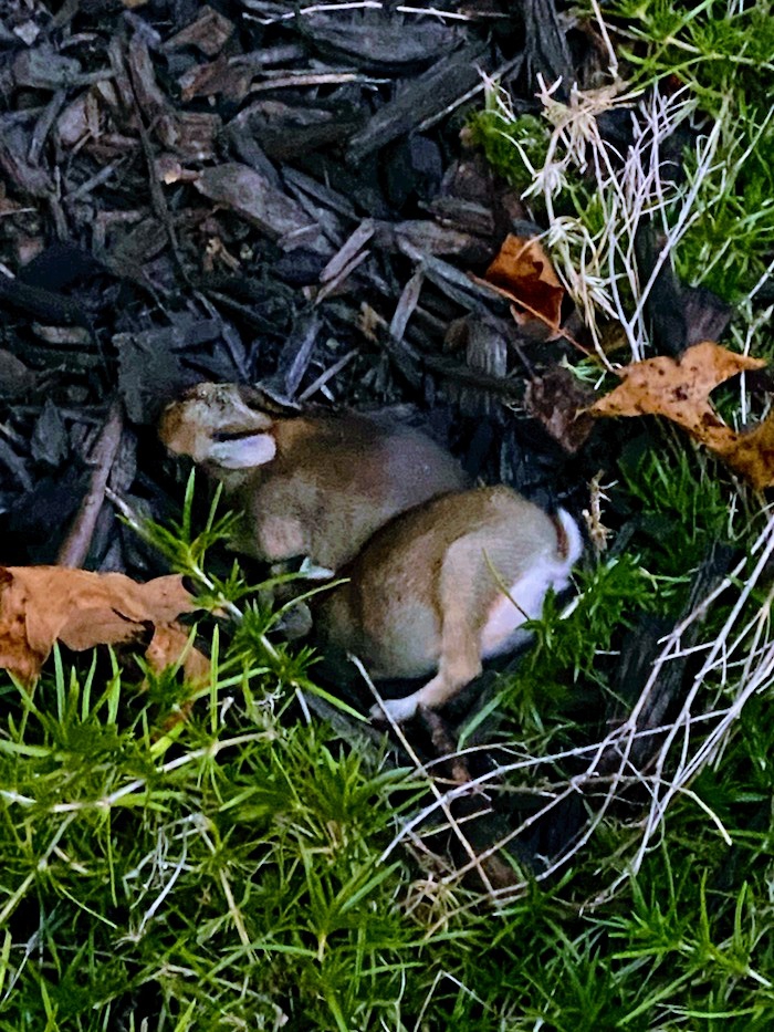 baby bunnies