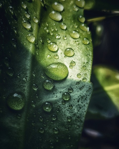 droplets