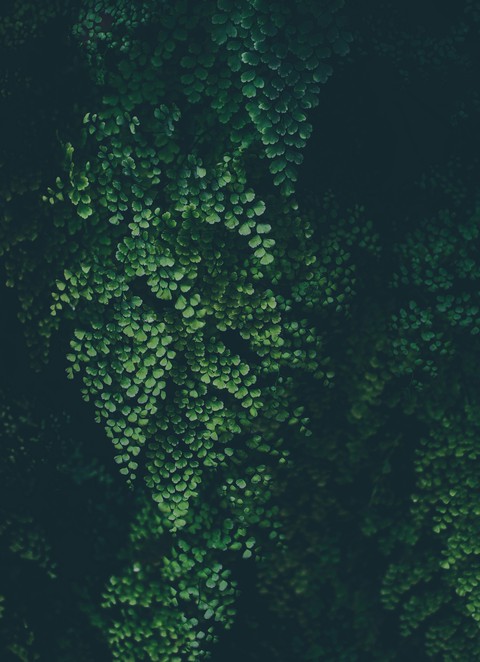 plant
