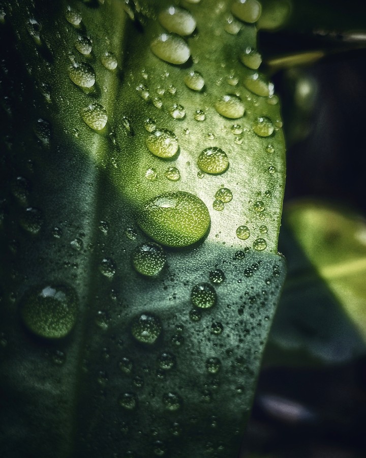 droplets