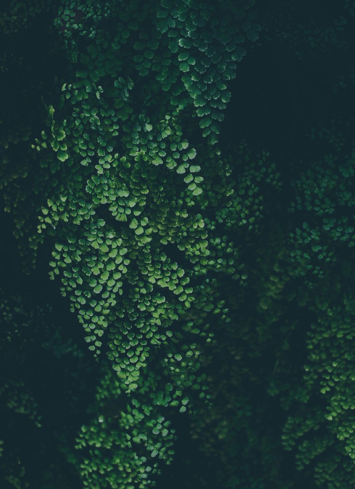 plant