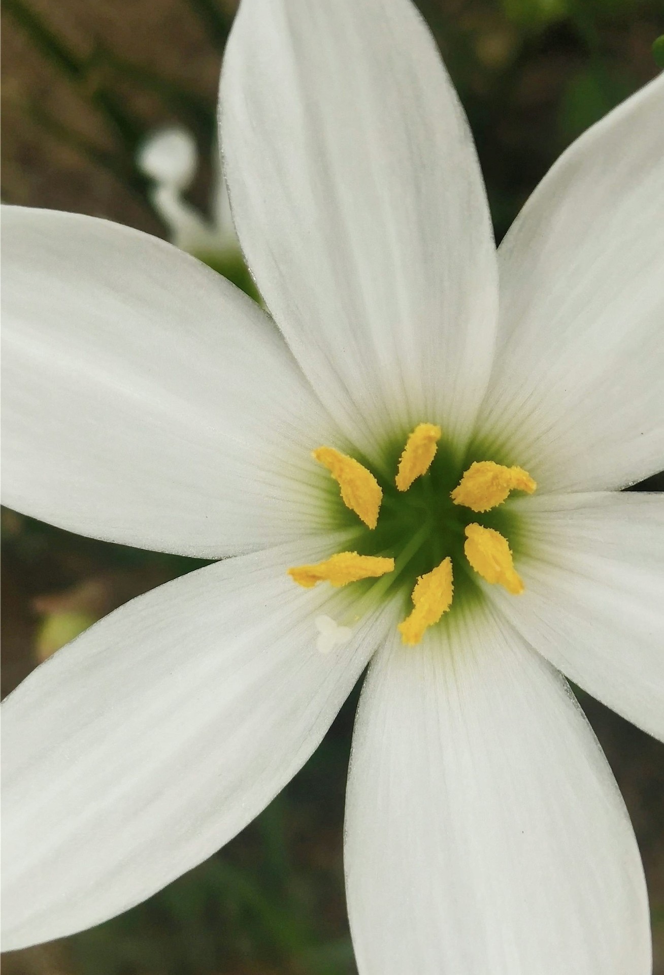 тапети Close-up, wildflower